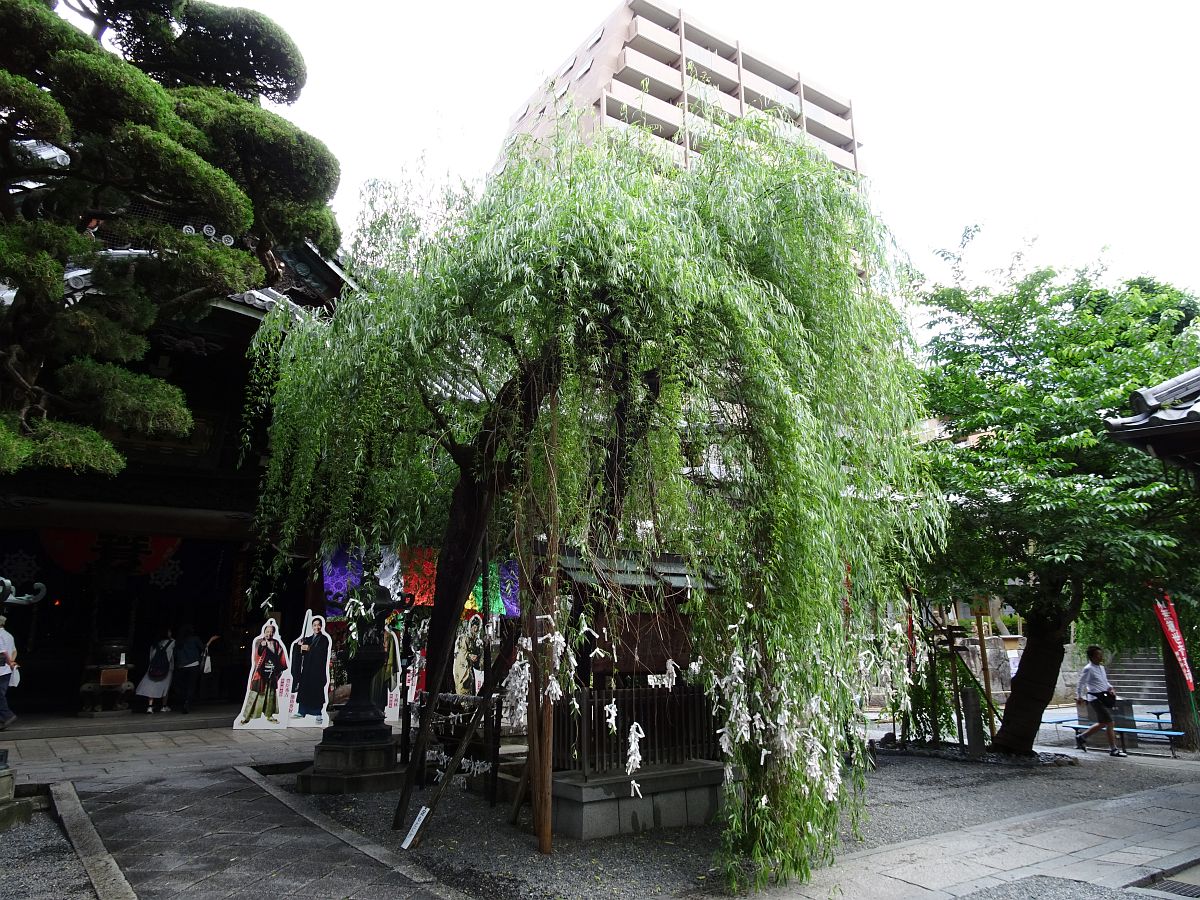Le saule (Yanagi) touffu devant le bâtiment principal 