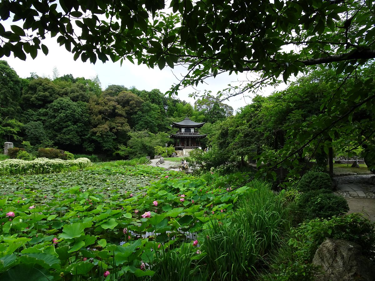 le pont du lotus avec la pagode à l’arrière-plan