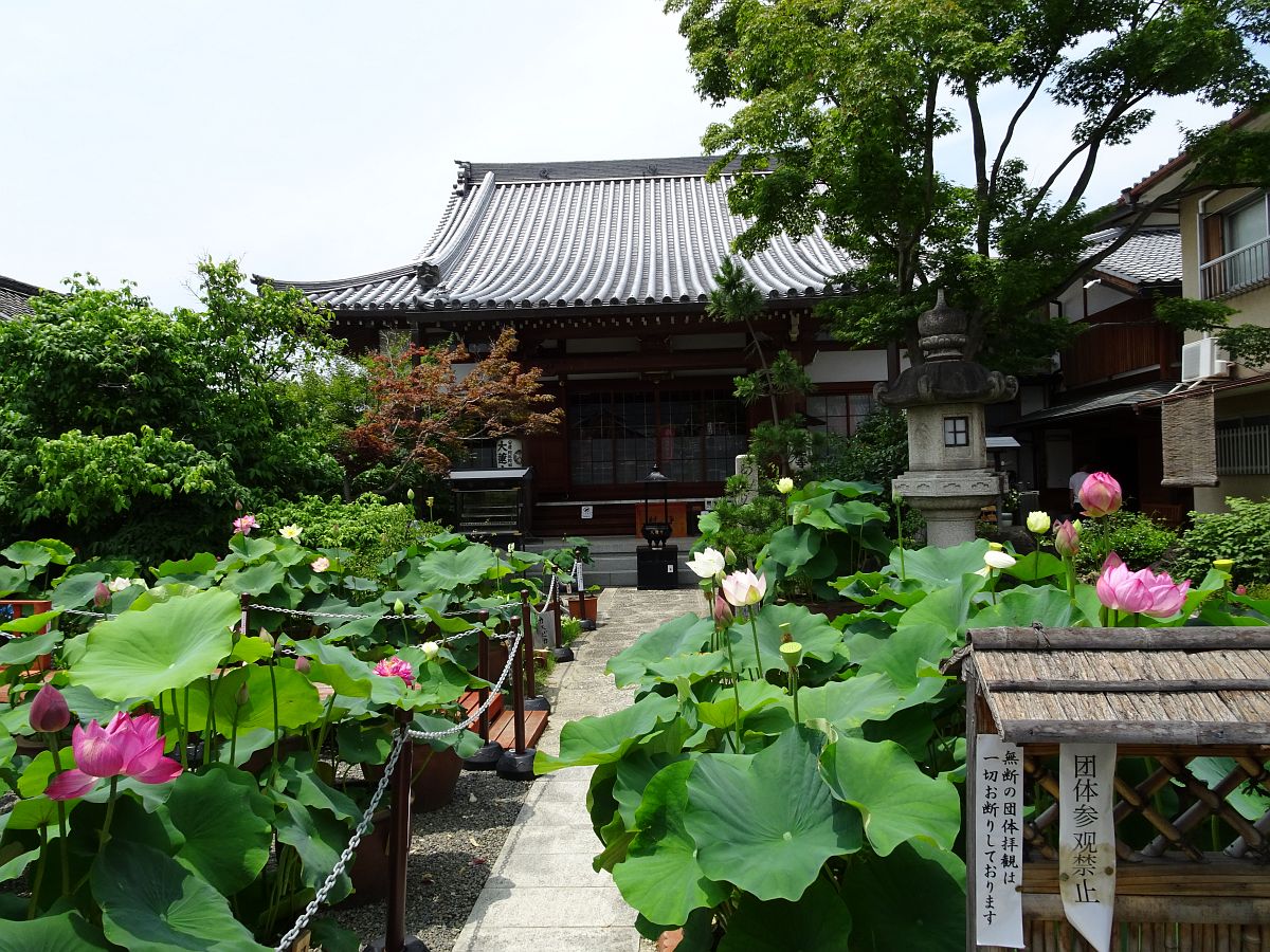 le jardin de lotus du temple Dairen-ji